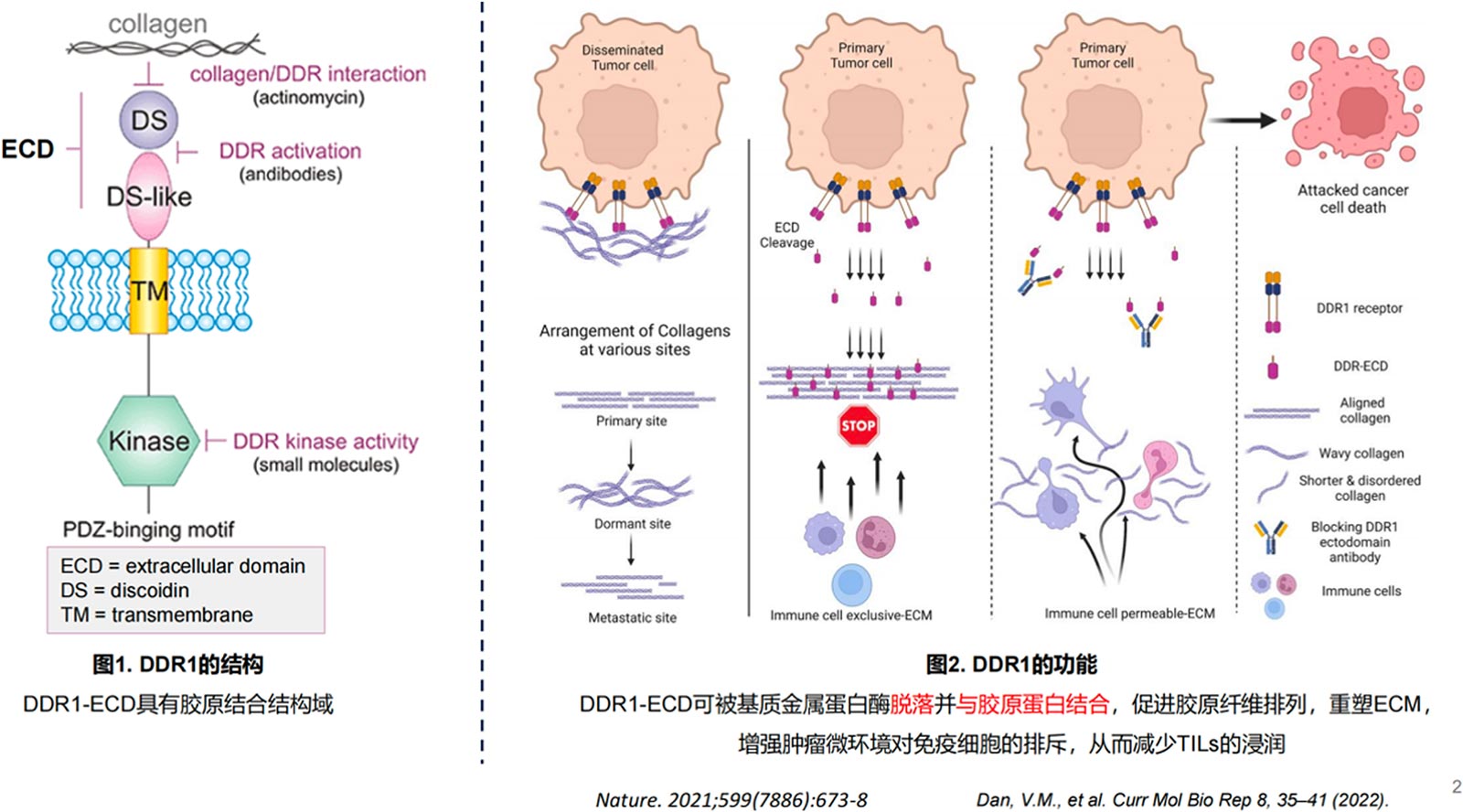 YL-B11是針對DDR1胞外結構域通過羊駝免疫開發的納米抗體