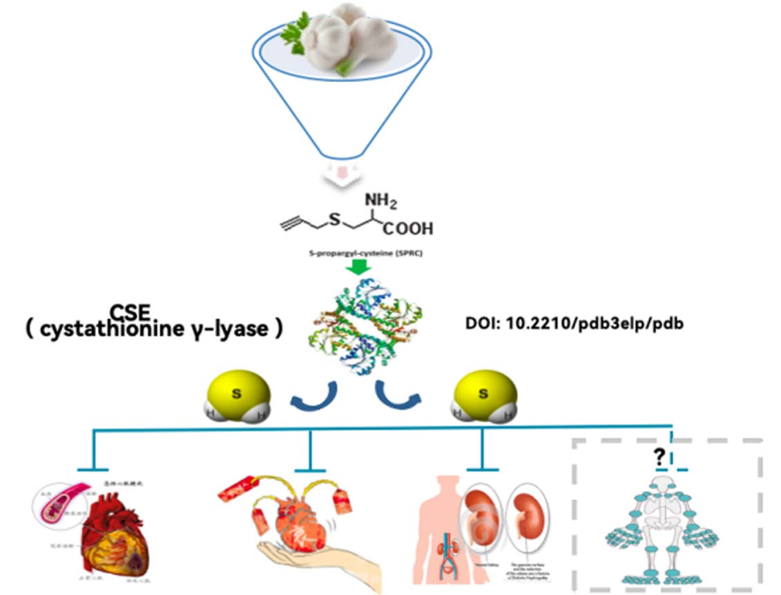 作用機製示意圖