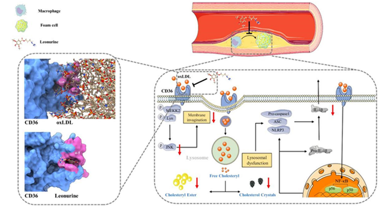 靶向CD36的抗心血管炎症原創新藥，填補該靶點領域全球藥物空白